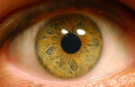 В Японии впервые пересадили сетчатку глаза из стволовых клеток