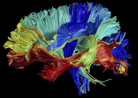 Ученые выяснили, как меняется размер мозга на протяжении жизни