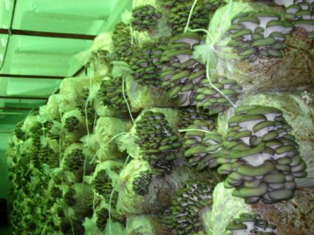 Как организовать бизнес по выращиванию грибов