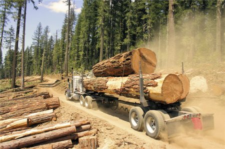 Открытие своего бизнеса по деревообработке