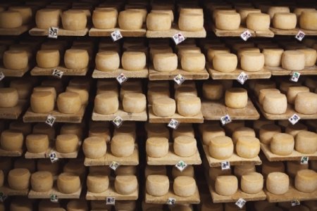 Бизнес-план производства сыра