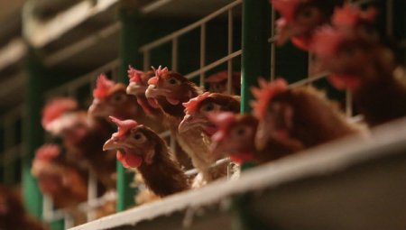 Россия с 5 декабря запрещает поставки птицеводческой продукции из США