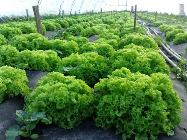 Выращивание салатов