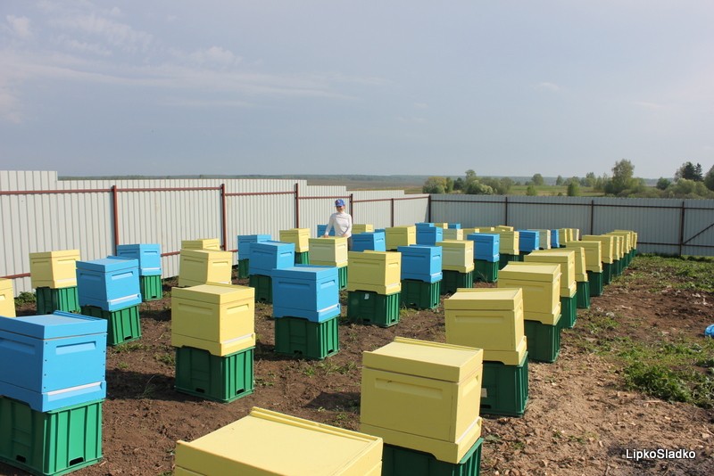 Бизнес-идея: ульи для автоматического сбора мёда
